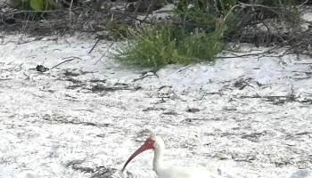 Anna Maria Island Beach - Anna Maria