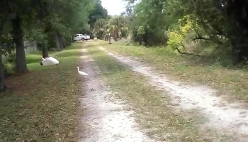 Charleston Park - Alva