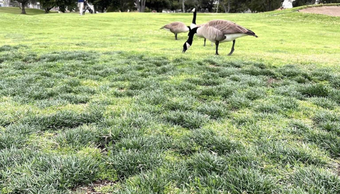 Alondra Park Golf Course -  Landscape - Lawndale