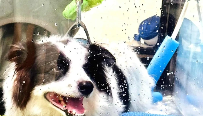 Alpha Pack Aqua And Physio Therapy For Animals Area - Alpha