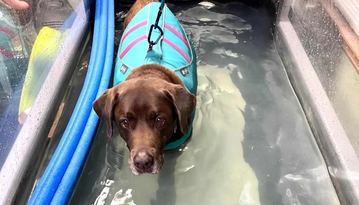 Alpha Pack Aqua And Physio Therapy For Animals How To Get There - Alpha
