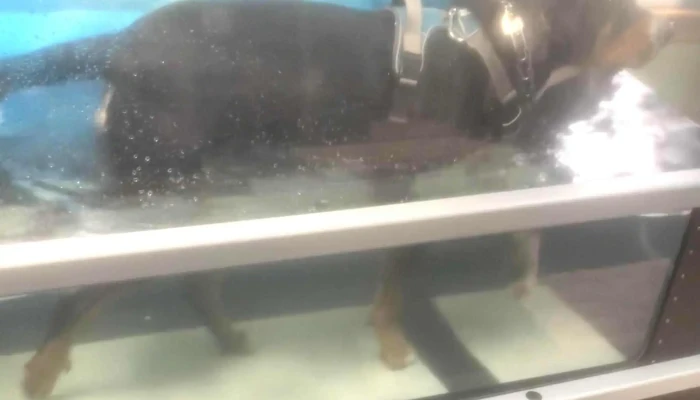 Alpha Pack Aqua And Physio Therapy For Animals Promotion - Alpha