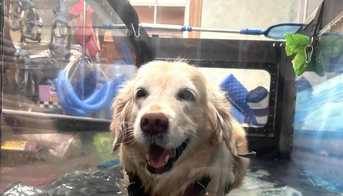 Alpha Pack Aqua And Physio Therapy For Animals Rehabilitation Center - Alpha