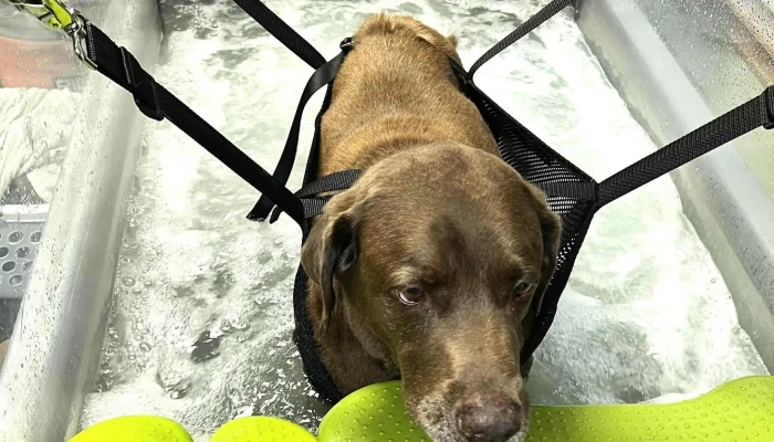 Alpha Pack Aqua And Physio Therapy For Animals Website - Alpha