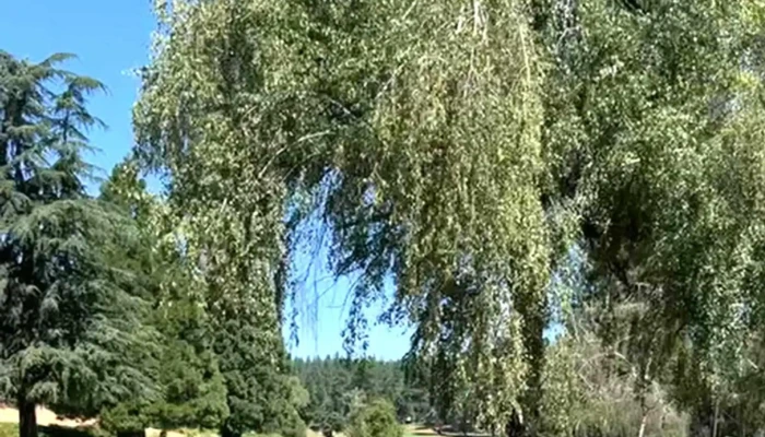 Alta Sierra Country Club -  Score - Grass Valley