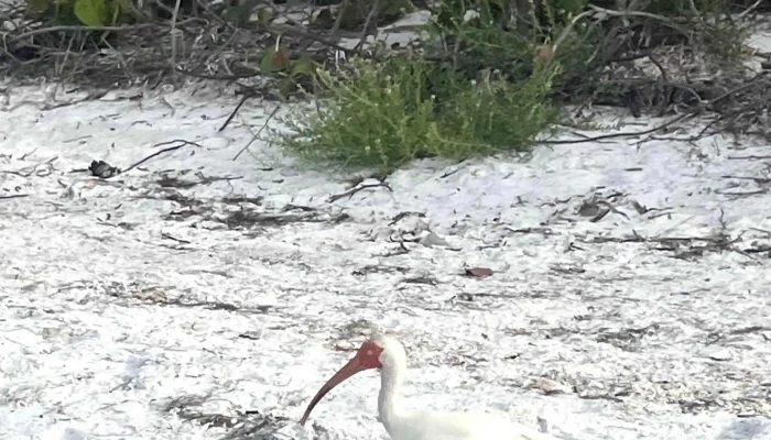 Anna Maria Island Beach - Anna Maria