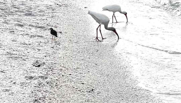Anna Maria Island Beach -  Latest - Anna Maria