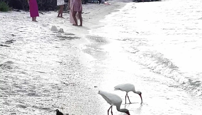 Anna Maria Island Beach -  Tourist Attraction - Anna Maria