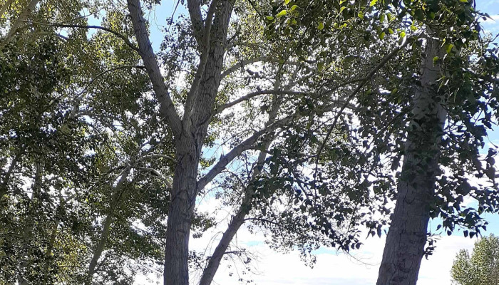 Carson Valley Golf Course -  Golf Course - Gardnerville