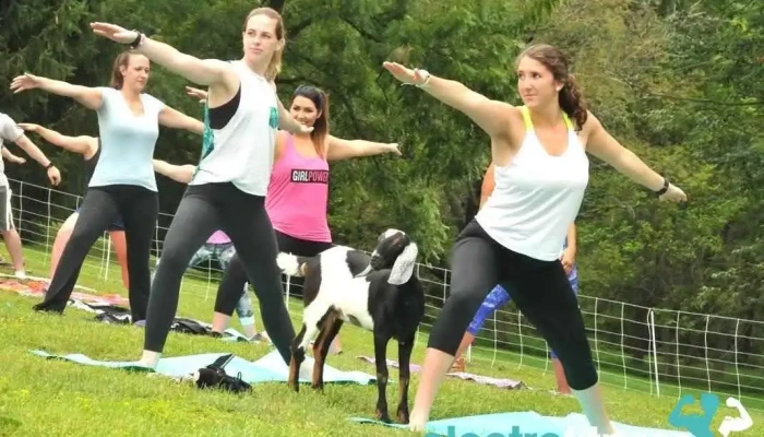 Gettysburg Goat Yoga -  All - Gettysburg