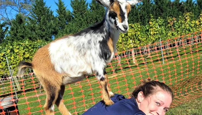 Gettysburg Goat Yoga -  Schedule - Gettysburg