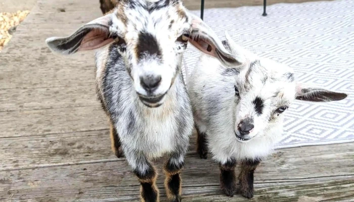 Gettysburg Goat Yoga -  Yoga Studio - Gettysburg