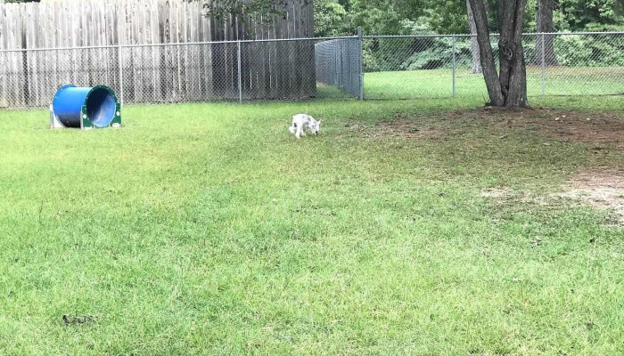 Lufkin Dog Park -  All - Lufkin