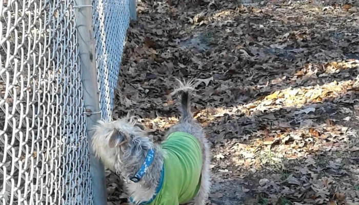 Lufkin Dog Park -  Reviews - Lufkin