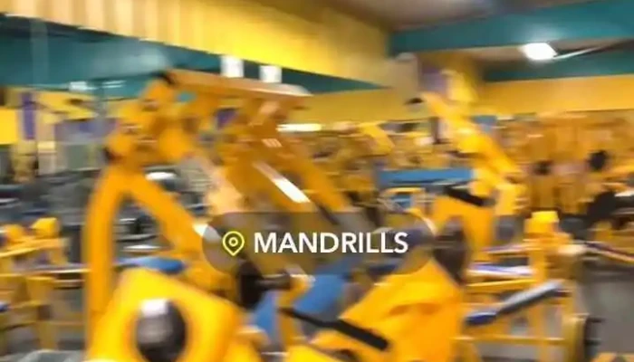 Mandrills Gym Videos - Santa Fe