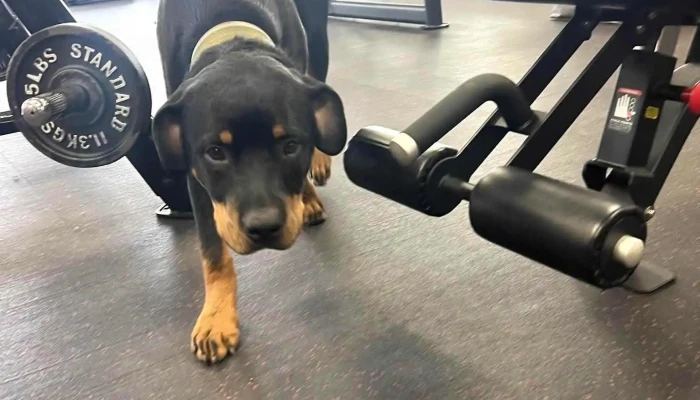 Rare Breed Fitness Llc -  Gym - Crown Point