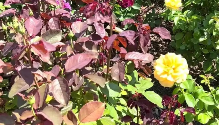 The Reform Club -  Videos - Amagansett