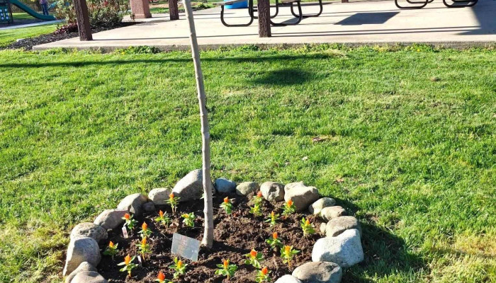 Town Of Andrews Public Park -  All - Andrews