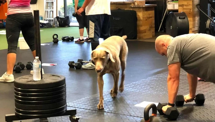 Wolf Health Performance Group By Owner - Alachua